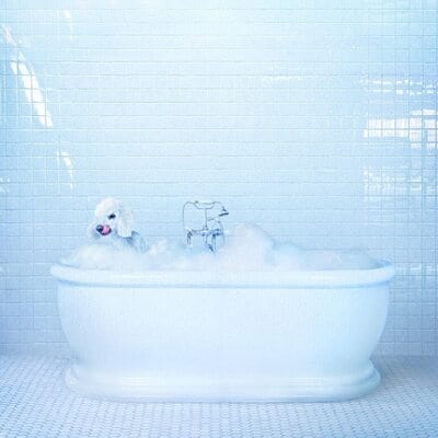 Vessel:   - Frankie Cosmos [VINYL Limited Edition]
